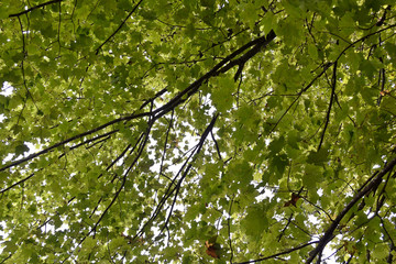 tree with green leaves
