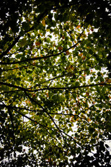 Fototapeta premium green leaves of tree