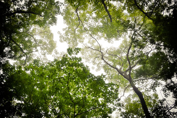 Tree Tops