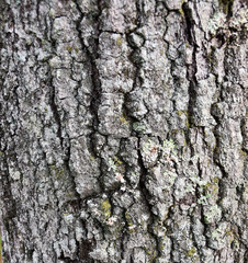 old tree bark