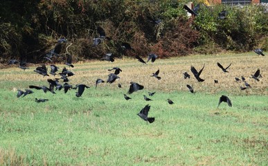 Auffliegende Dohlen auk einem Stoppelfeld