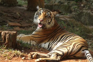 Fototapeta na wymiar panthera tigris
