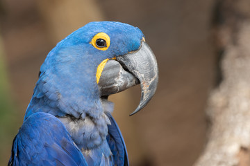 blue macaw gives a smile for your camera