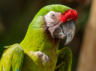 green macaw stops for a picture and a smile