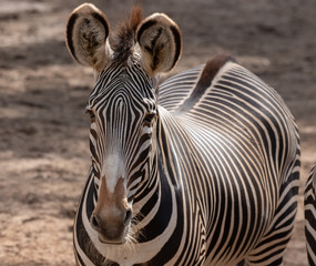 male zebra patiently watching you take his picture