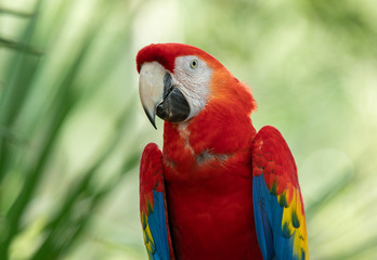 scarlet macaw smiles for you