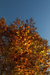 Baum im Herbst mit Laub