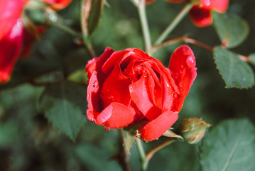 Beautiful roses in garden, roses for Valentine Day. Rain drops