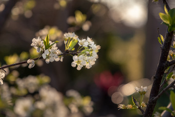 Plum blossom