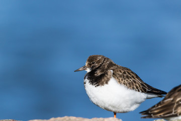 Steinwälzer Vogel an der Nordsee