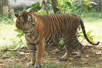 Harimau 2