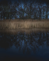 Fototapeta premium Teich mit Schilf im Herbst