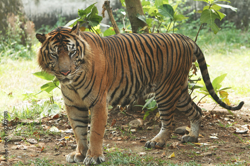 Download 76 Gambar Harimau Free Download Terbaru Gratis