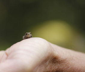 Baby frog 2