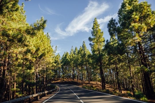 road in the forest La Esperanza