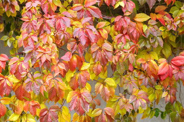 Fototapeta na wymiar Green, yellow and red leaves on white stone wall background