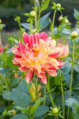 Beautiful yellow red bicolor dahlia flower blossoming in the garden