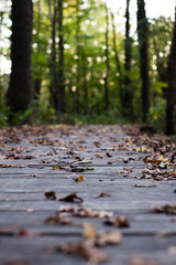 Fall leaves on a wooden path in a Park