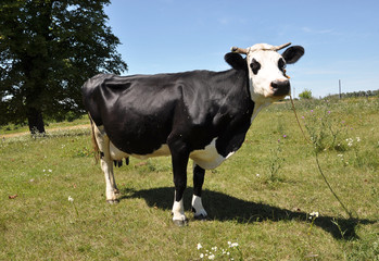 The cow is caught on the outskirts of the village