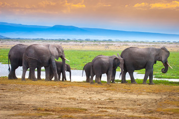 Kenya. Africa. A family of elephants go to the water. African elephants. Migration of elephants. Travel to Kenya. Animal Africa. Elephants.