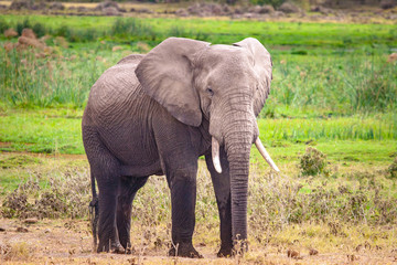 Fototapeta na wymiar Kenya is africa. African elephant in the savannah. An elephant with tusks. A trip to Africa. Safari by Kenya.