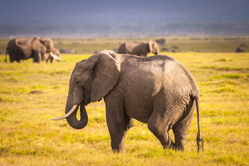 Fototapeta premium Elephant in the rays of the sun. African elephant. Side of Kenya. Safari with wild animals. National park in Kenya. The elephants.