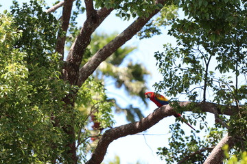 Red Macaw in a Tree 