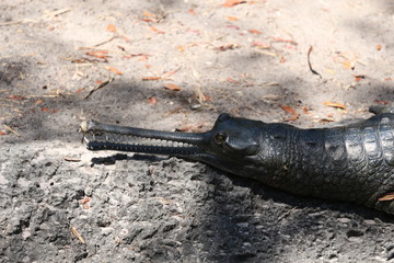Gharial / Fish Eating Crocodile 