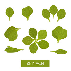 Set of spinach icons, vector