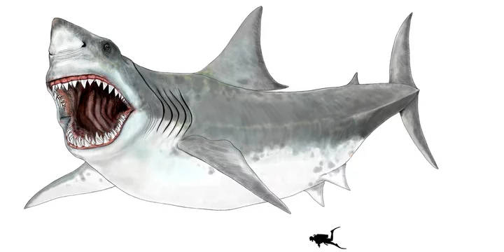 古代の魚たちno 1 メガロドン 1800万年前から150万年前まで温暖な海に生息していた巨大 なサメ 現代のホオジロザメの近種とされ 学名はカルカロクルス 一般的に呼ばれるメガロドンは小種名 歯の大きさから推定される大きさは現代のホオジロザメの 古代の魚たちno 1 メガロドン 1800万年前から150万年前まで温暖な海に生息していた巨大 なサメ 現代のホオジロザメの近種とされ 学名はカルカロクルス 一般的に呼ばれるメガロドンは小種名 歯の大きさから推定される大きさは現代のホオジロザメの
