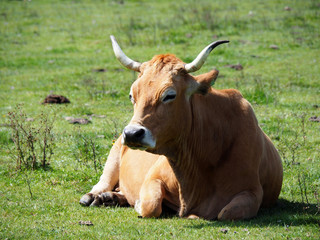 Cow in a pasture at Covadonga Lakes in Picos de Europa, Asturias - Spain