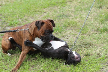 Adorable Dogs at Play in the Dog Park