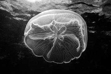 Naklejka premium Moon Jellyfish in Black and White