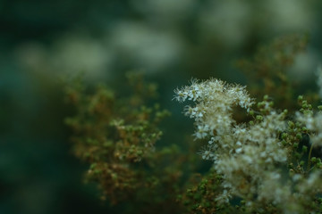 White flowers in soft focus, evening garden, medicinal herbs. Filipendula.