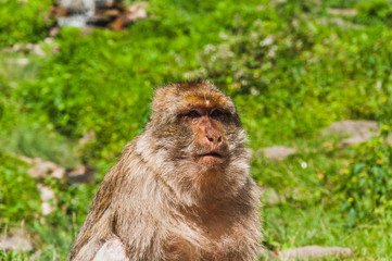 The Barbary macaque or magot at the monkey mountain in kintzheimen alsace, france