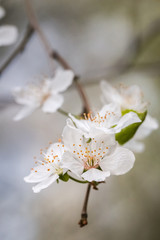 Fresh cherry flowers, beautiful spring.
