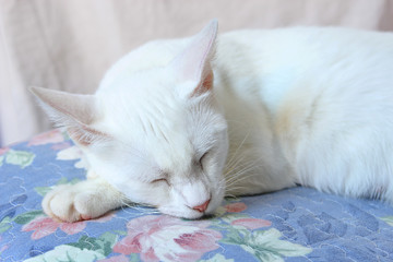 Cute white cat sleeping