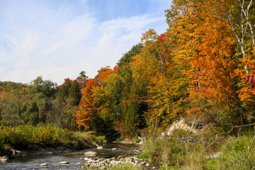 Tress in the Fall