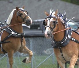 Obraz premium Harness horses at the fair