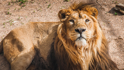 lion, the king of the African savannah