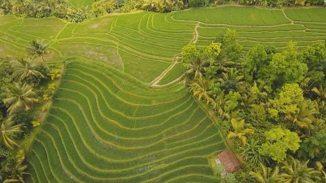 Rice terrace field in the mountains, farmlands, trees. Aerial view of rice plantation,terrace, agricultural land of farmers. 4K video, Aerial footage.