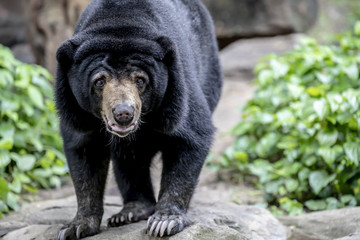A black bear in Zoo, Thailand.
