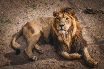 lion, the king of the African savannah
