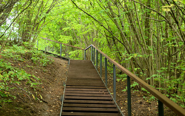 Stairs in deciduous forest at summer.