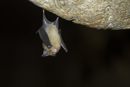 Bat hanging in a dark cave