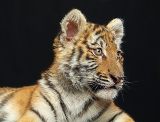 Young Tiger Isolated  on Black Background in studio