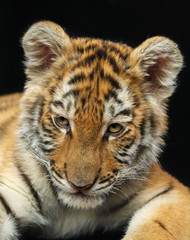 Young Tiger Isolated  on Black Background in studio