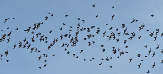 A flock of bats flying