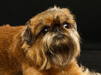 Belgian Griffon, Brussels Griffon dog on Isolated Black Background in studio