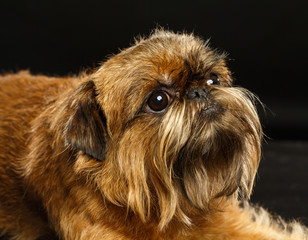 Belgian Griffon, Brussels Griffon dog on Isolated Black Background in studio